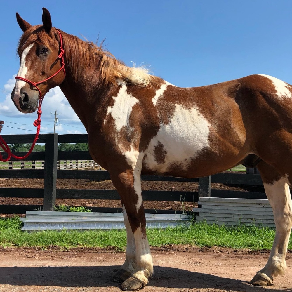 Meet your Posher, Emma